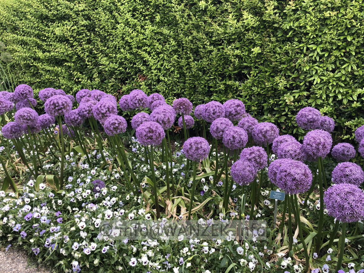 Allium giganteum Globemaster 02.JPG